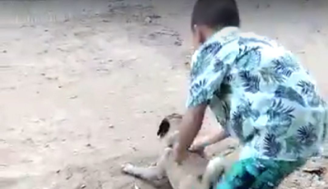 Tolima: Indignación en el Tolima por caso de maltrato animal