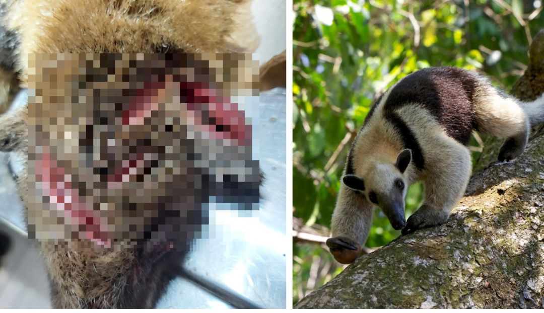Oso hormiguero recibió heridas de machete en Anzá Antioquia: Un oso hormiguero recibió una brutal agresión y tuvo que ser sacrificado