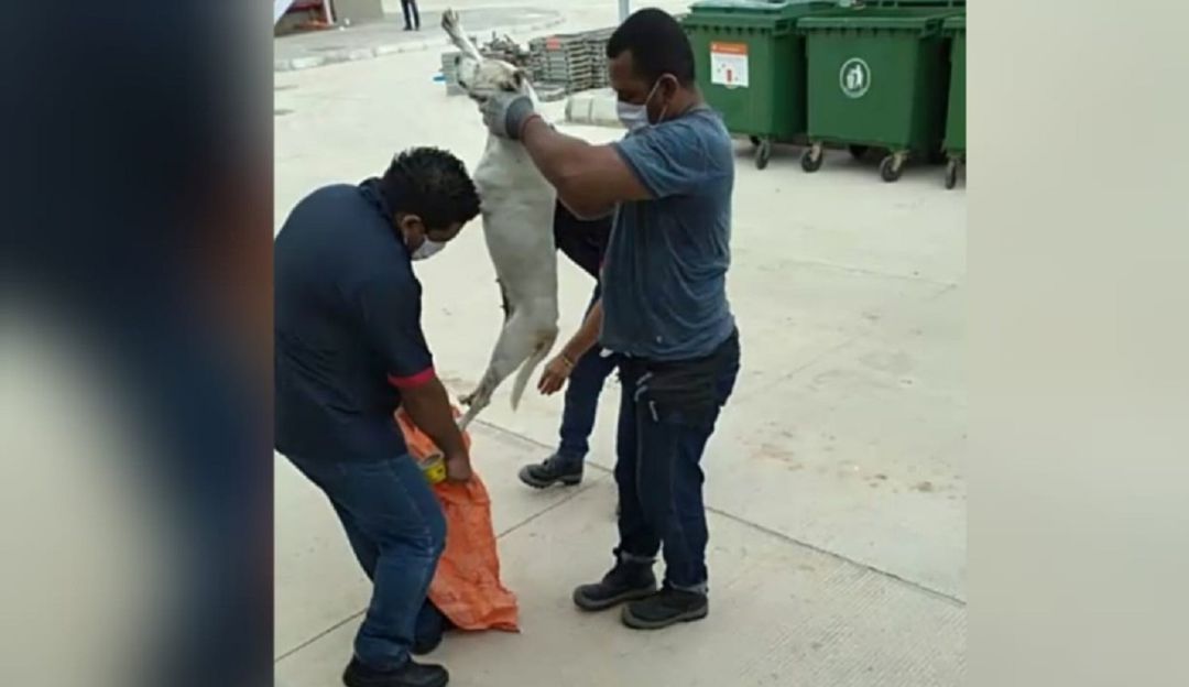Maltrato animal en el Sena: Ya hay denuncia penal por maltrato animal en el Sena Malambo