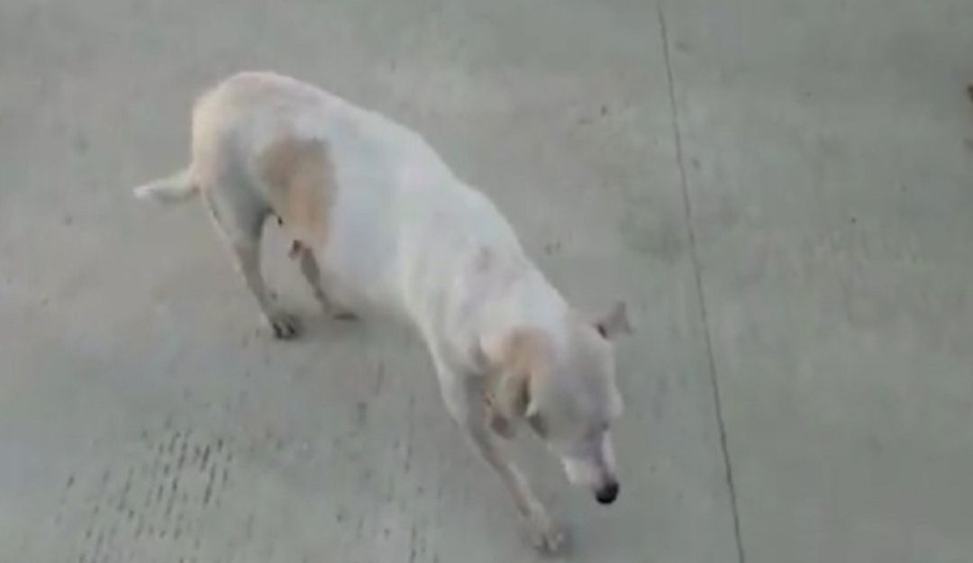 Perros dopados en SENA de Malambo: Apareció uno de los perros dopados y maltratados en el Sena en Malambo