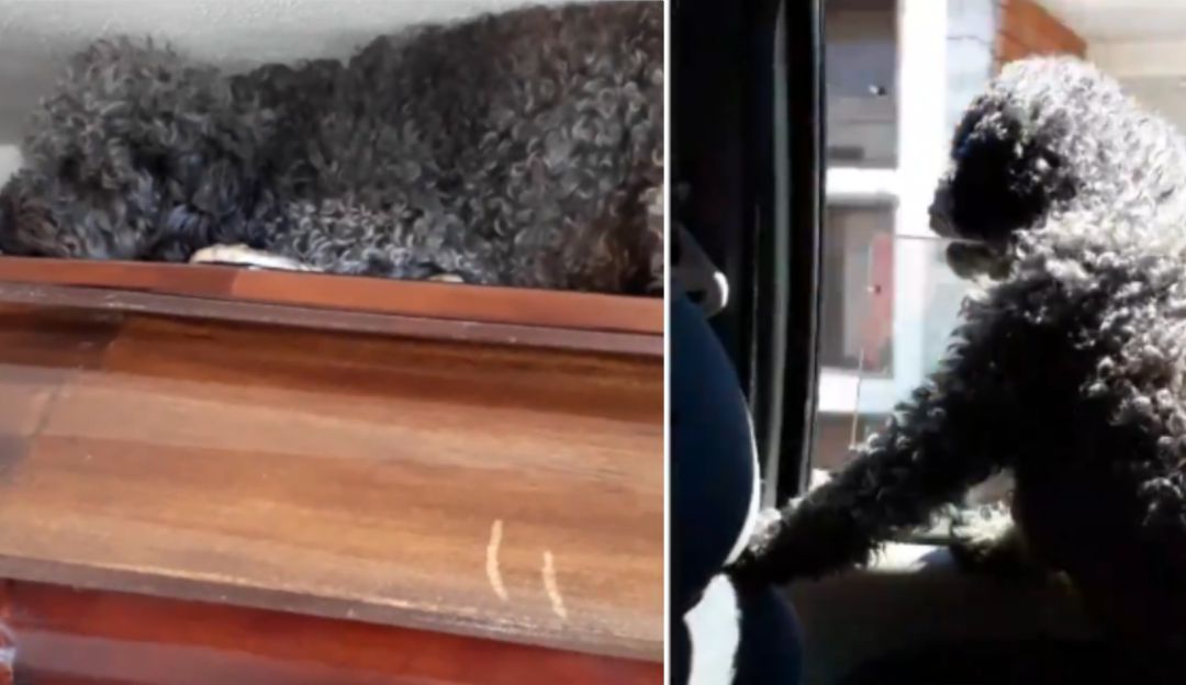 Perro fiel: Conmovedor video de un perro visitando la tumba de su dueña