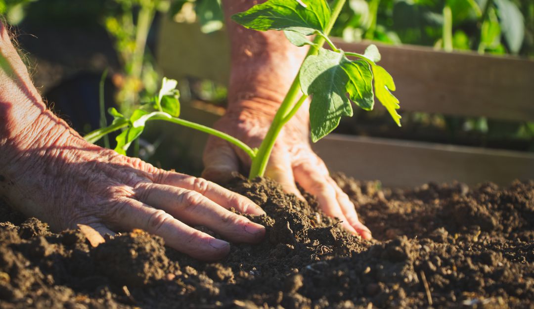 Préstamos, ayudas, Cúcuta: Créditos para pequeños productores en Norte de Santander