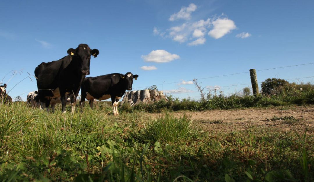 Produccion ganadera Florencia: Pequeños ganaderos de Caquetá fortalecen su producción