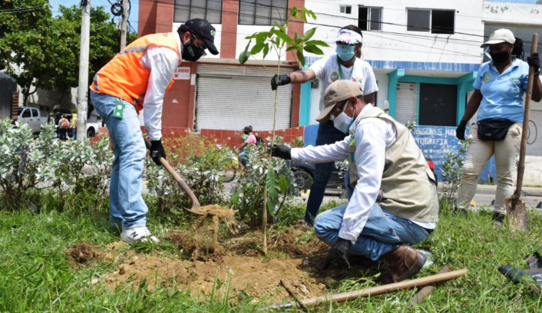 Verde Urbano Cartagena: Van 924 árboles sembrados desde que inició Verde Urbano Cartagena
