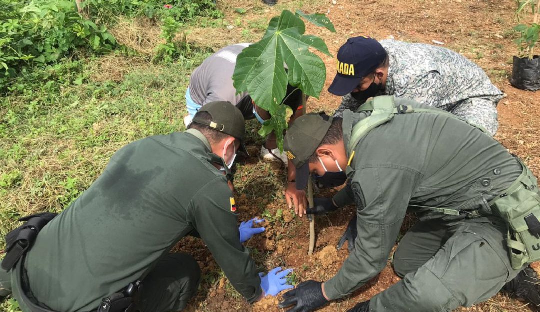 Árboles en Bolívar: En Bolívar Policía apoya siembra masiva de árboles