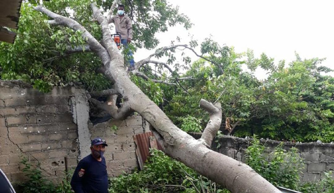 Árboles en Cartagena: Gestión del Riesgo advierte sobre estado de los árboles en Cartagena