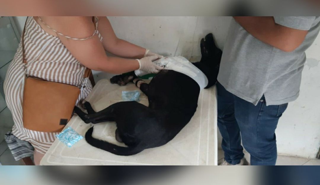 Noticias del Tolima: Un hombre atacó a bala a un perro