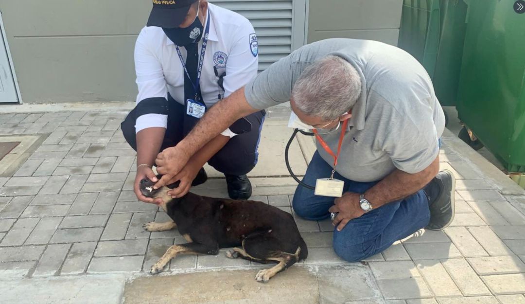Maltrato animal en el SENA: Aparece un segundo perro de los maltratados en el Sena Malambo