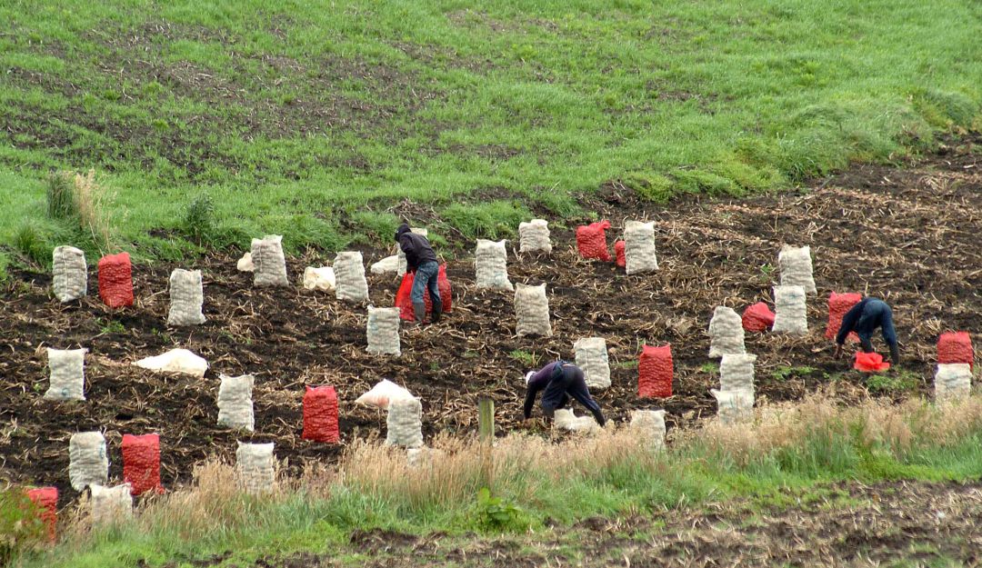 Incentivo económico: MinAgricultura entregará 30.000 millones a pequeños productores de papa