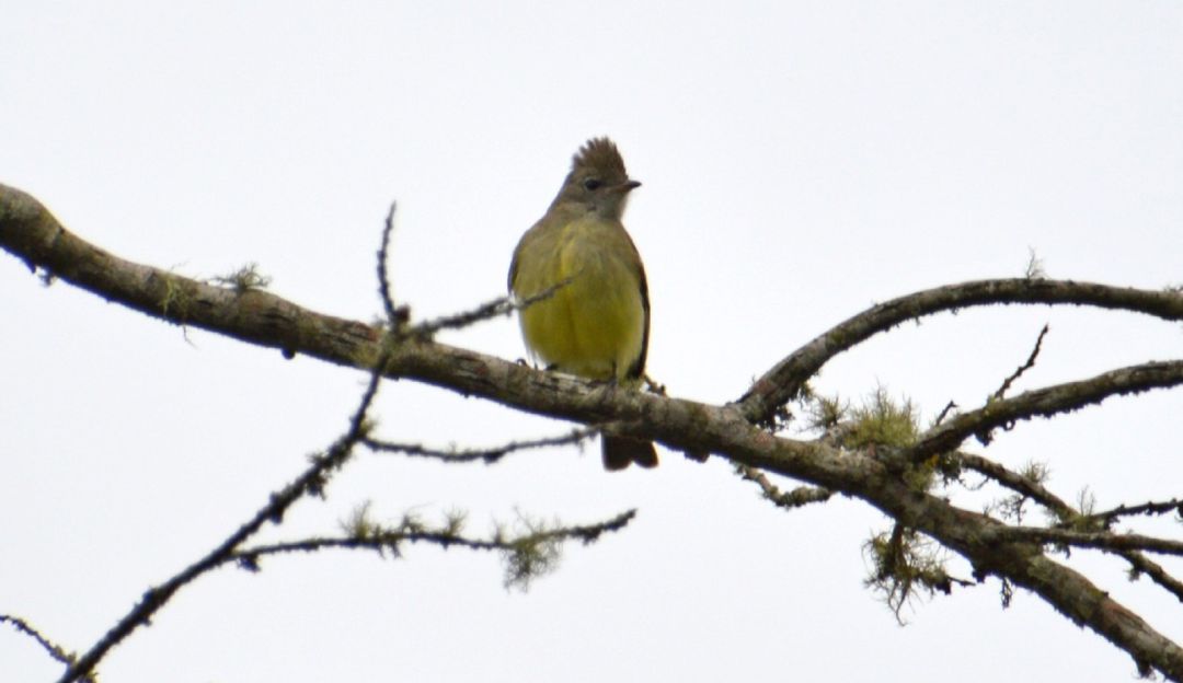 Sendero ecológico para avistamiento de aves costaría $2 mil millones