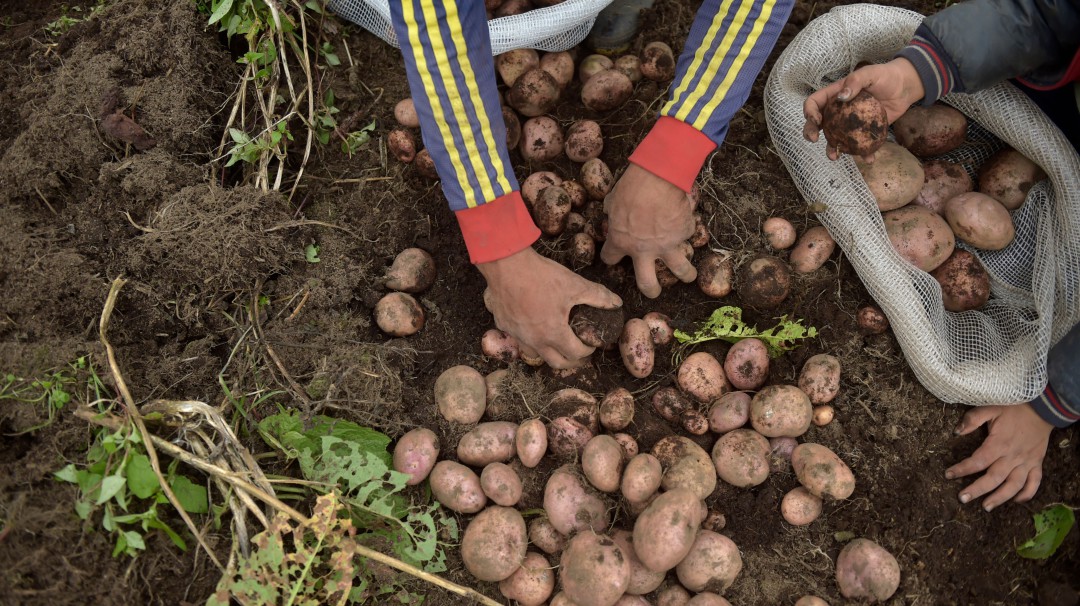 Gobierno anuncia $30.000 millones de apoyo a pequeños productores de papa