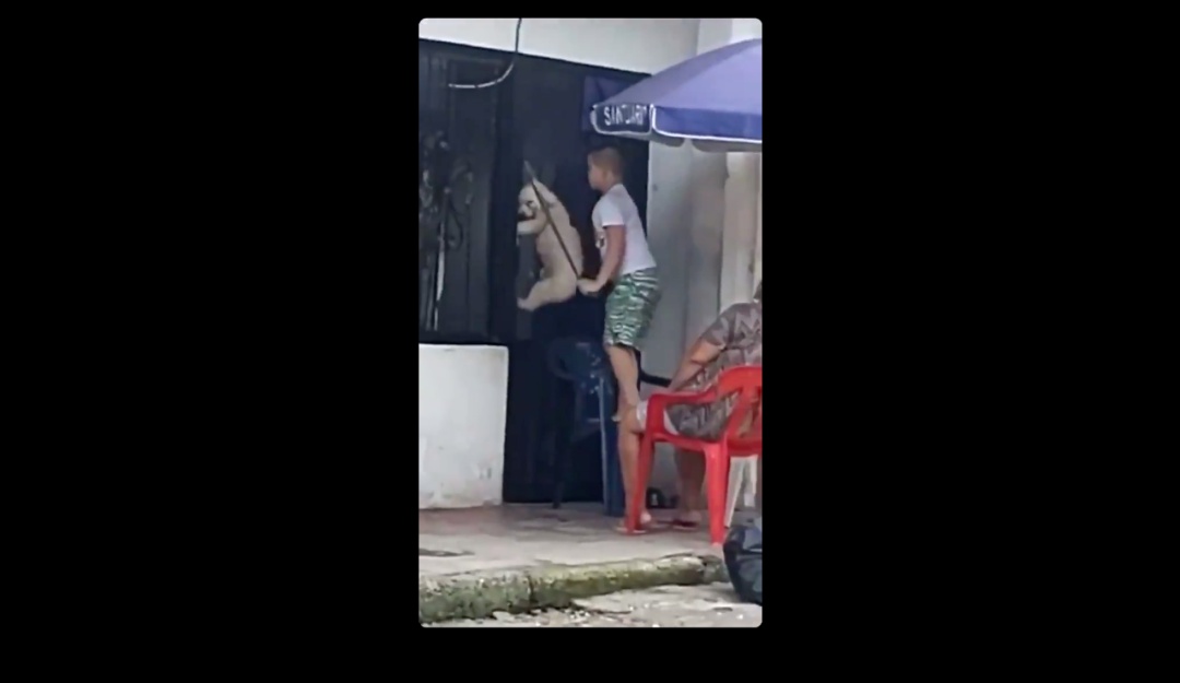 Maltrato animal en Villavicencio: Denuncian caso de maltrato animal en Villavicencio