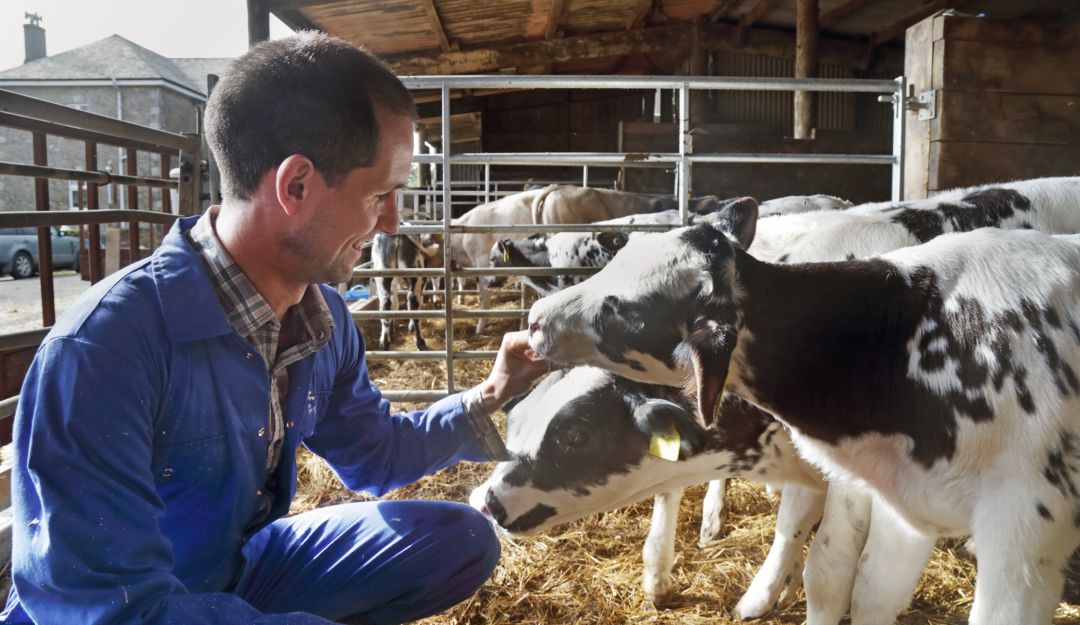 Bienestar Animal, ICA: El derecho de los animales a tener salud física y mental