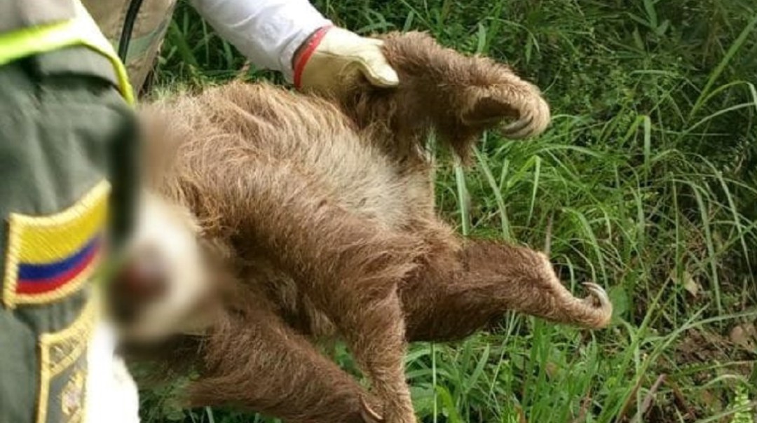 Imputan cargos a hombre que habría matado a oso perezoso