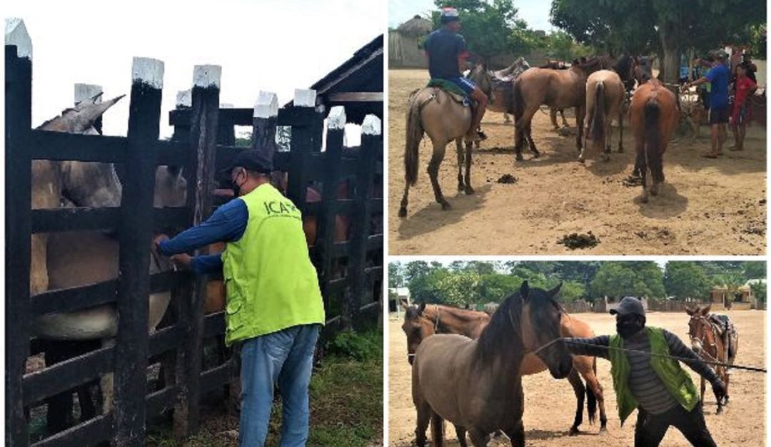 Vacunación encefalitis equina venezolana en Bolívar: Realizan vacunación contra la encefalitis equina venezolana en Bolívar