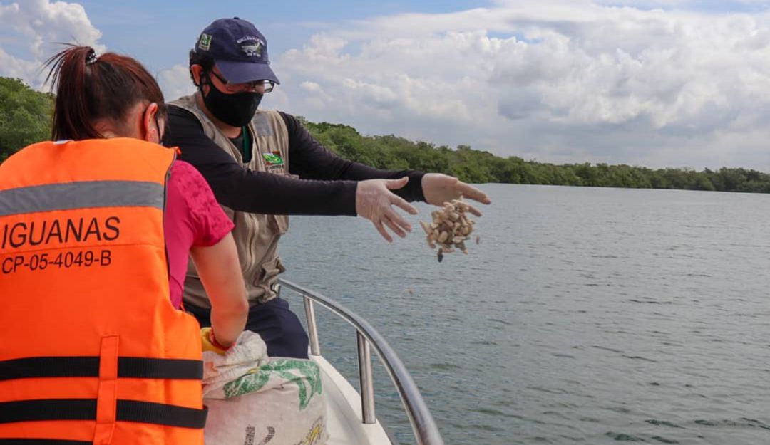 Ecosistema marino en Cartagena: 198 kilogramos de moluscos fueron devueltos al mar en Cartagena