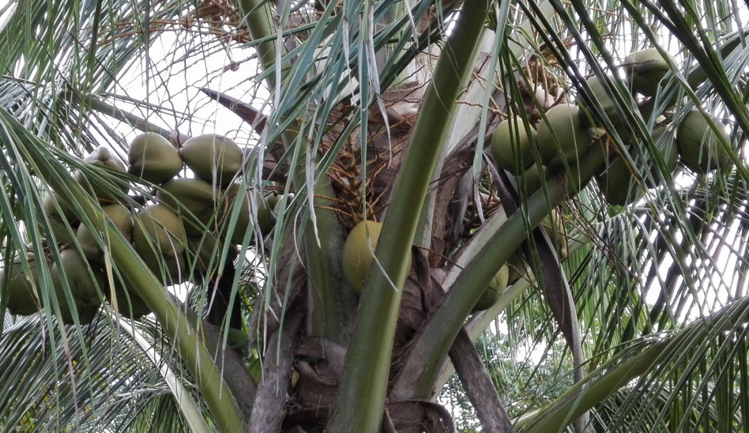 Cultivo de cocos