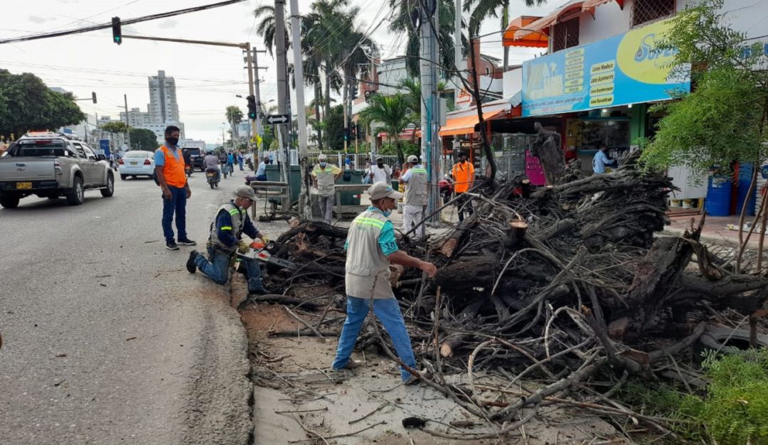 Arboles de caucho en Cartagena: Por su mal estado, talan árbol de caucho en barrio San Pedro de Cartagena