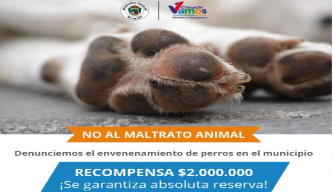 Perros envenenados en Choachí Cundinamarca: Habitantes de Choachí Cmarca, denuncian envenenamientos masivos a perros
