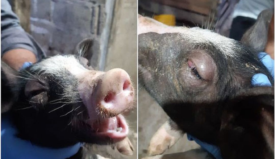Controles peste porcina clásica en Bolívar: El ICA realiza controles contra la peste porcina clásica en Bolívar