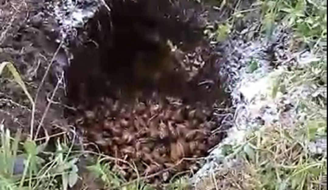 Caracol africano en Turbaco Bolívar: Recogen 60 kilos de caracol africano en Turbaco, Bolívar