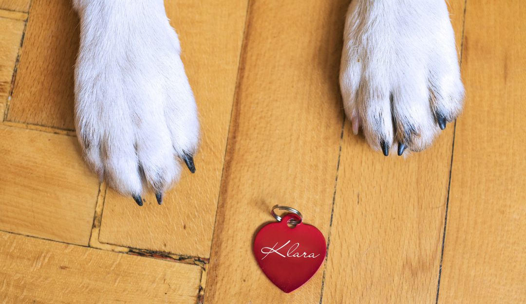 Mascotas: Identificación para mascotas: un escalón más hacia la digitalización