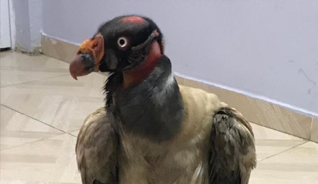 Rescate animales en Bolívar: Policía rescata a cóndor real mal herido en vía San Onofre – Cartagena
