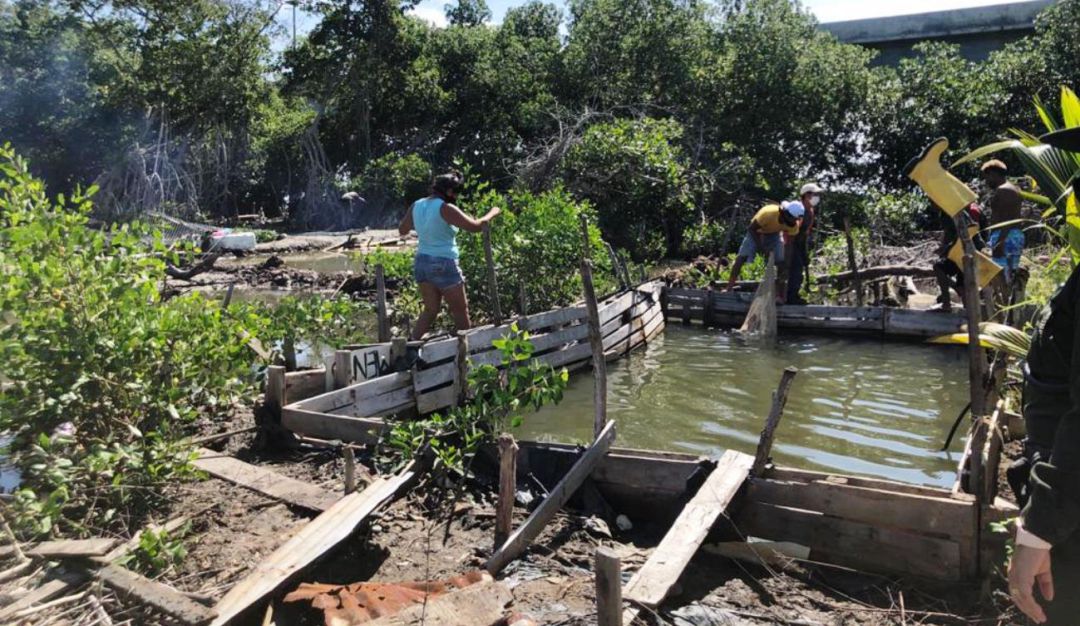 sábalos Cartagena: Desmotan cinco criaderos ilegales de sábalos en la zona norte de Cartagena
