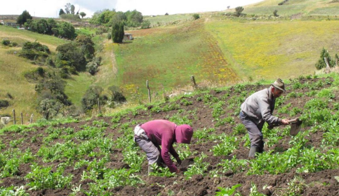 Proyectos agropecuarios en Risaralda: 30 mineros de Risaralda cambiarán la minería ilegal por la agricultura