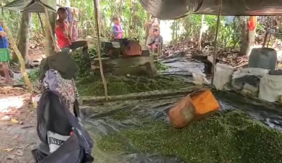 Van 196 laboratorios de coca destruidos en Guaviare y Meta este año