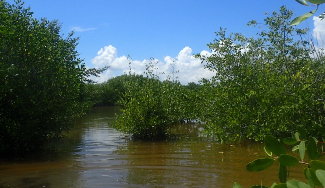 Trabajan en la restauración del manglar en la Ciénaga Grande
