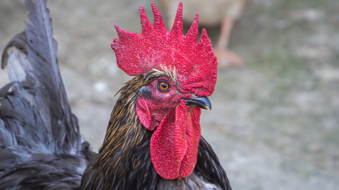 Un gallo de pelea mata a un policía en Filipinas