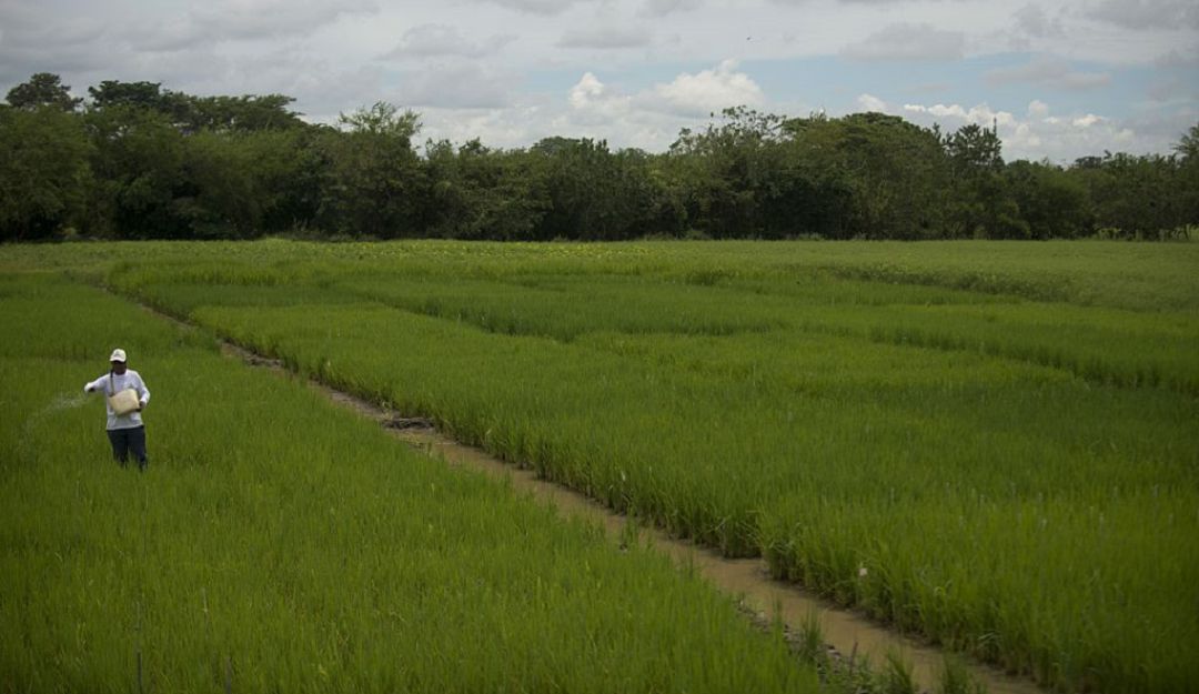 Cultivos de arroz en Colombia