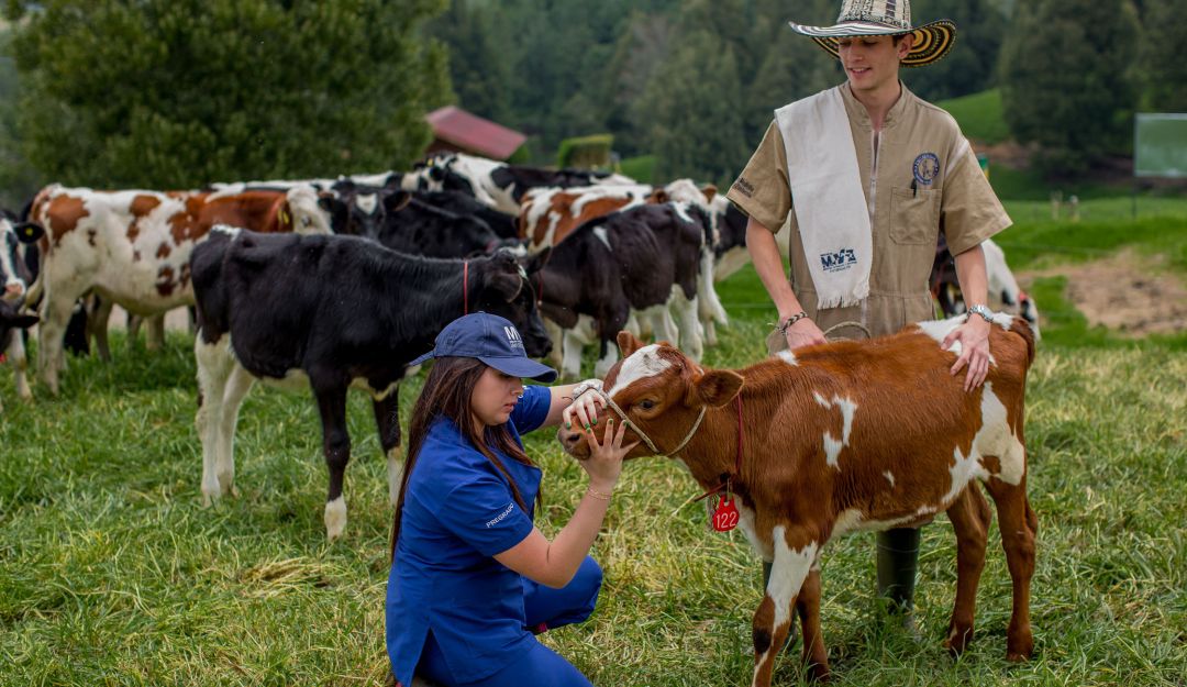 Cuidado caballos y reses: Cómo evitar el estrés, que deteriora la calidad de bovinos y equinos