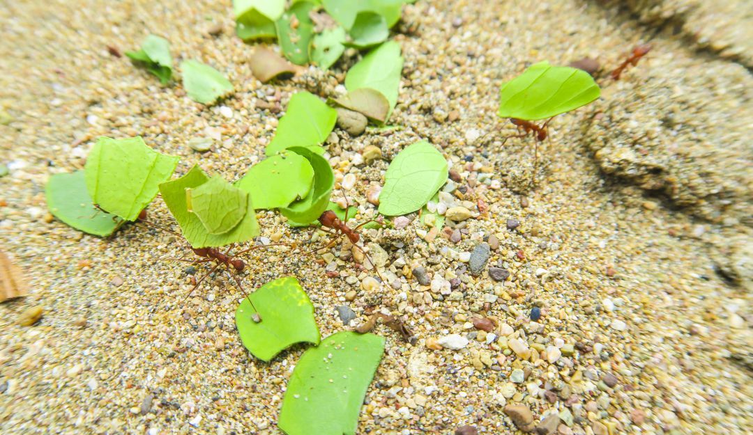 Hormigas cortadoras de hojas