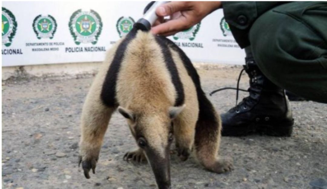 Buscan a asesinos de un oso en Caldas: Se buscan los responsables de asesinar un oso hormiguero en Caldas
