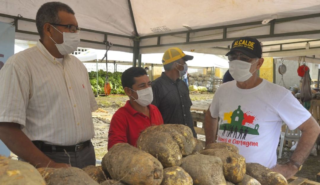 Mercado Campesino en Cartagena: El ñame, el producto más vendido en el Mercado Campesino en Cartagena