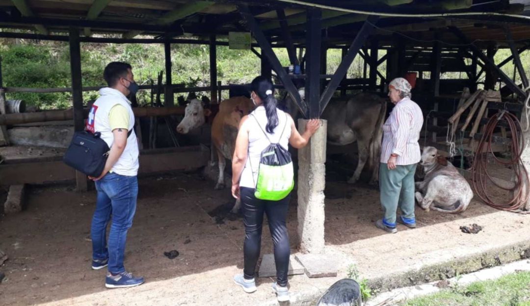 Brote de brucelosis en Risaralda: Alerta en Risaralda por casos de brucelosis en dos municipios