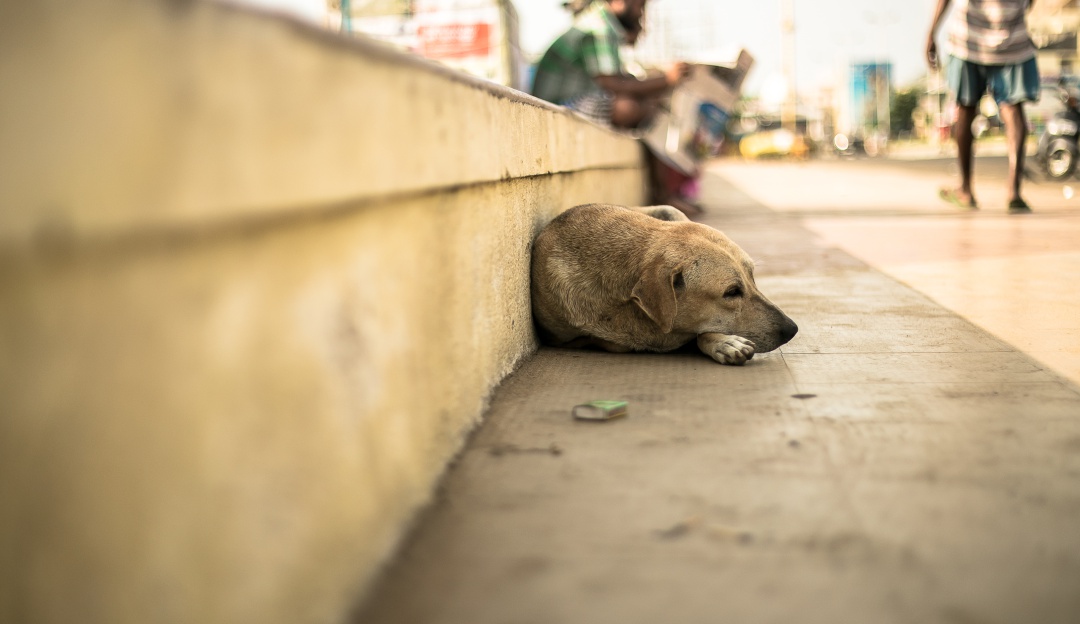 Violación perros Bogotá: Maltrato animal: Perra fue hallada con puñaladas y signos de violación