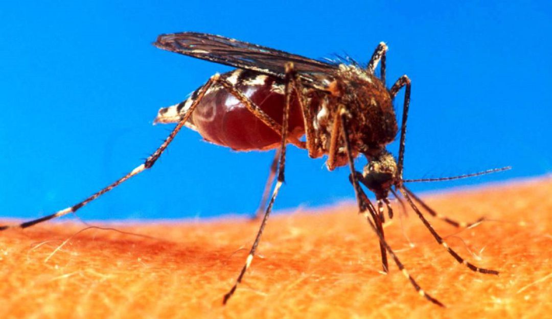 Dengue en Cartagena: En Cartagena van 719 casos de dengue este año