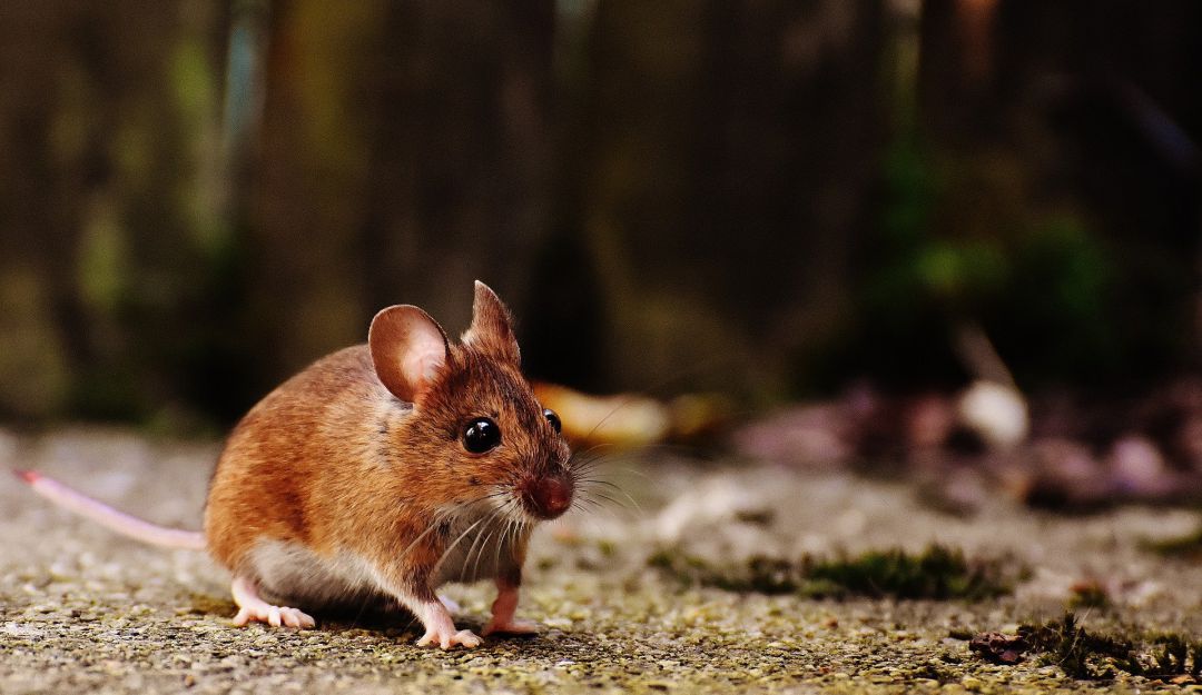 Detección con roedores: Investigadores crean un método para detectar el coronavirus con roedores