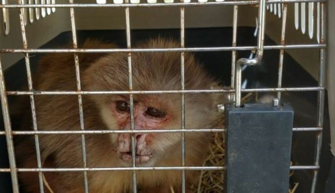 Rescate de animales silvestres en Risaralda: Más de 40 animales silvestres fueron rescatados del cautiverio en Risaralda