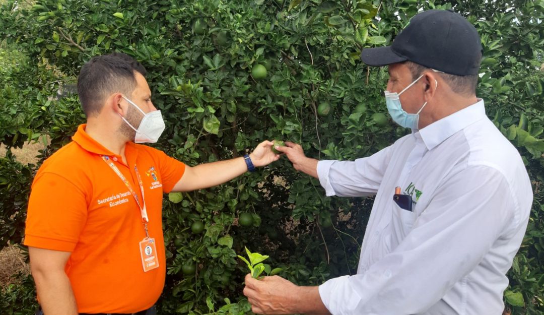 Cítricos del Magdalena: Así protegen de plagas los cultivos de cítricos en el sur del Magdalena