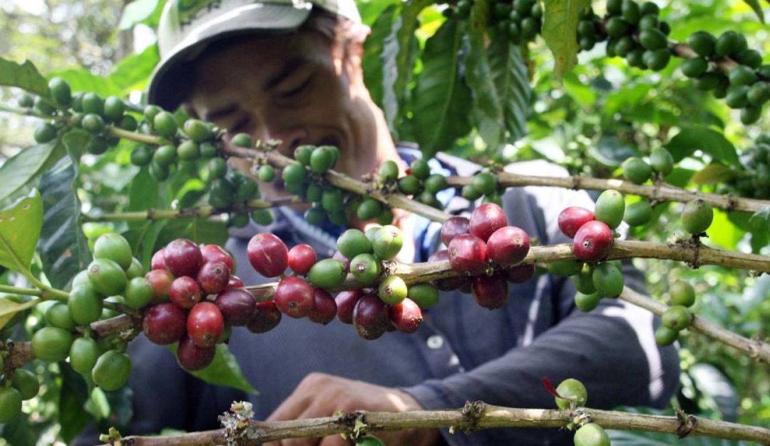 Cosecha cafetera de Antioquia: 80 mil recolectores llegarán a Antioquia durante la cosecha cafetera Cosecha cafetera de Antioquia: 80 mil recolectores llegarán a Antioquia durante la cosecha cafetera