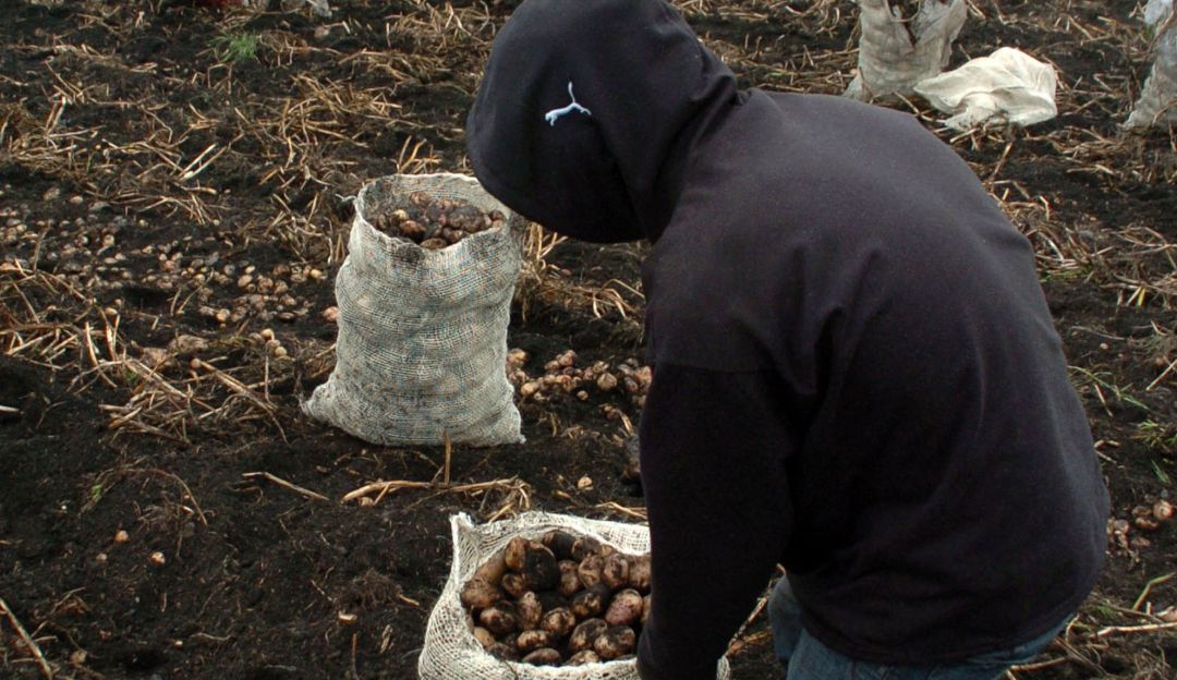 Papas precios patatas: Papas procesadas, alternativa para superar la crisis