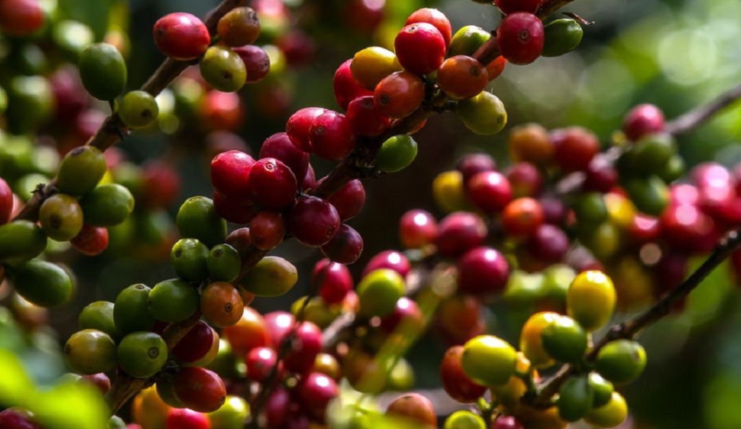 Vías Magdalena: Cafeteros de la Sierra Nevada, en aprietos por falta de vías