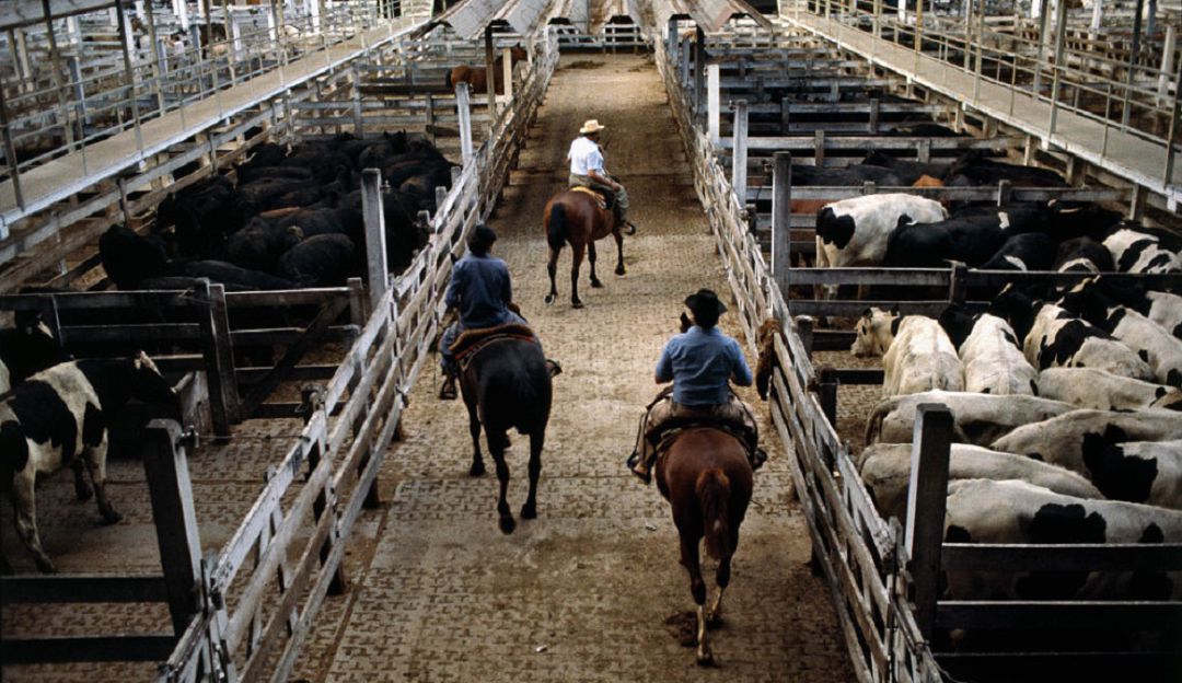 Ganado ventas: Exportaciones argentinas de carne bovina crecen 15,3%