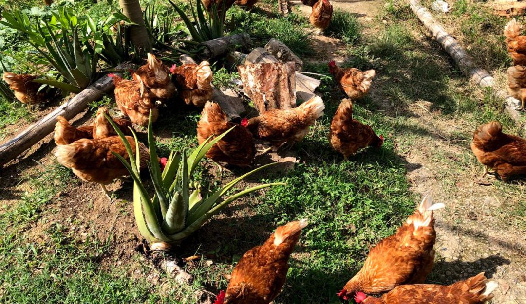 Enfermedades aves: Conozca y combata los parásitos que afectan a pollos y gallinas
