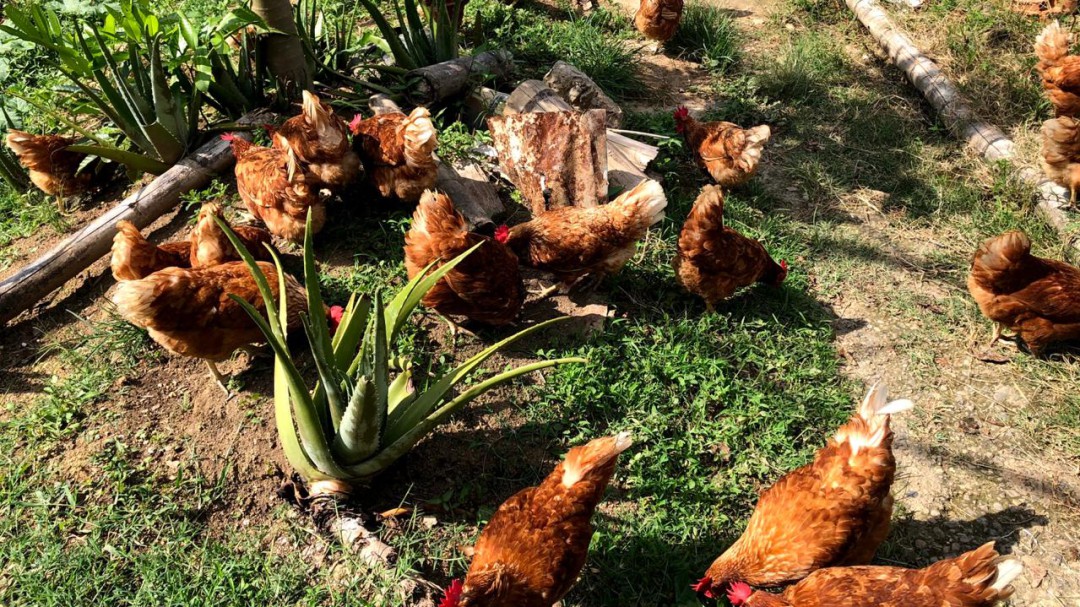 Conozca y combata los parásitos que afectan a pollos y gallinas