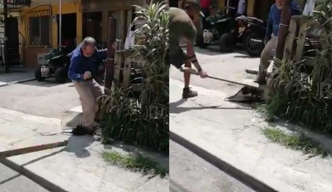 Apaleada mataron a una zarigüeya en La Estrella: Apaleada mataron a una zarigüeya en La Estrella